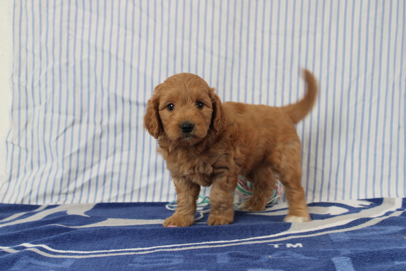 puppy, for, sale, Mini Golden Doodle F1, Matthew B. Stoltzfus, dog, breeder, Gap, PA, dog-breeder, puppy-for-sale, forsale, nearby, find, puppyfind, locator, puppylocator, aca